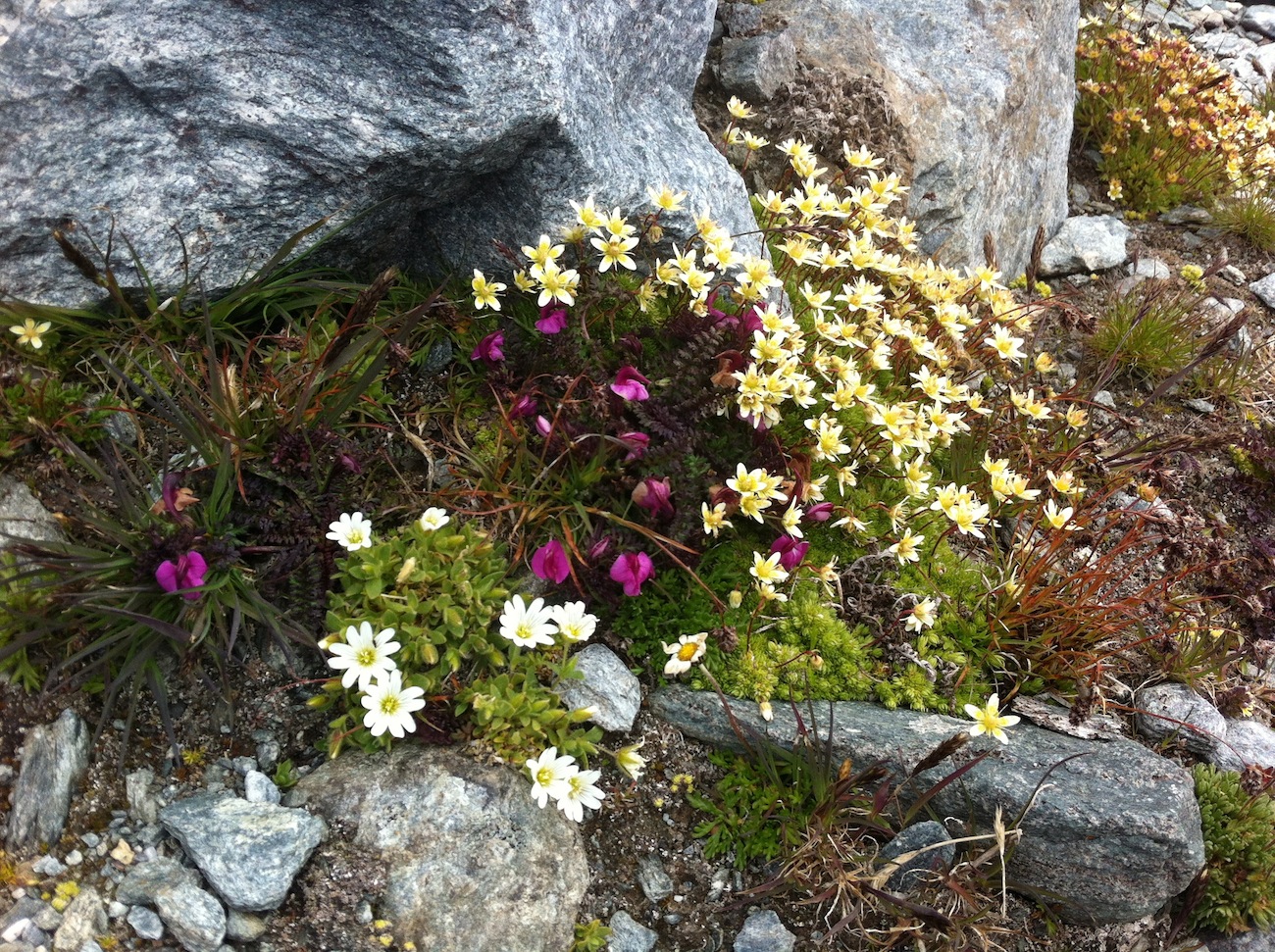 alpine flowers verbier